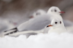 Lachmöwe Larus ridibundus