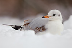 Lachmöwe Larus ridibundus