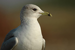 Sturmmöwe Larus canus