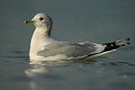 Sturmmöwe Larus canus