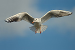 Lachmöwe Larus ridibundus