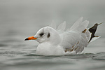 Lachmöwe Larus ridibundus