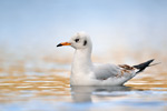 Lachmöwe Larus ridibundus