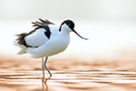 Säbelschnäbler Recurvirostra avosetta (2015-02-10)