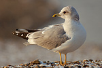 Sturmmöwe Larus canus