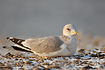 Sturmmöwe Larus canus