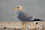 Sturmmöwe Larus canus