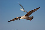 Silbermöwe Larus argentatus