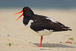 Austernfischer Haematopus ostralegus