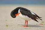 Austernfischer Haematopus ostralegus