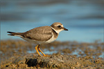 Sandregenpfeifer Charadrius hiaticula