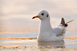 Lachmöwe Larus ridibundus