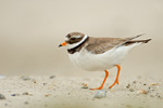 Sandregenpfeifer Charadrius hiaticula