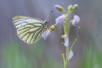 Rapsweißling Pieris napi