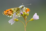 Aurorafalter Anthocharis cardamines