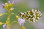 Aurorafalter Anthocharis cardamines