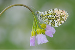 Aurorafalter Anthocharis cardamines 