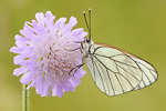 Baumweißling Aporia crataegi