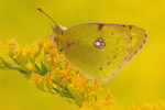 Hufeisenklee-Gelbling Colias alfacariensis