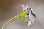 Aurorafalter Anthocharis cardamines