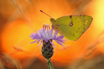 Hufeisenklee-Gelbling Colias alfacariensis