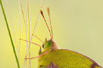 Hufeisenklee-Gelbling Colias alfacariensis