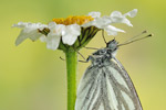 Bergweißling Pieris bryoniae