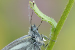 Bergweißling Pieris bryoniae