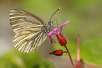 Bergweißling Pieris bryoniae