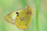 Hufeisenklee-Gelbling Colias-alfacariensis