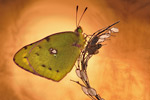 Hufeisenklee-Gelbling Colias-alfacariensis