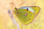 Goldene Acht Colias hyale