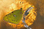 Hufeisenklee-Gelbling Colias-alfacariensis