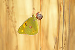 Postillion Colias croceus