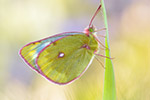 Alpengelbling Colias phicomone