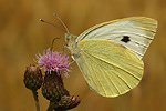 Großer Kohlweißling Pieris brassicae