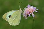 Großer Kohlweißling Pieris brassicae