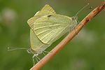 Großer Kohlweißling Pieris brassicae