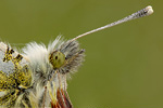 Aurorafalter Anthocharis cardamines