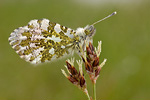 Aurorafalter Anthocharis cardamines