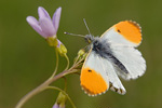 Aurorafalter Anthocharis cardamines