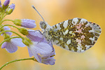 Aurorafalter Anthocharis cardamines