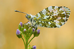 Aurorafalter Anthocharis cardamines