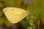 Kleiner Kohlweißling Pieris rapae