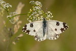 Reseda-Weissling Pontia edusa