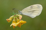 Tintenfleck-Weißling Leptidea sinapsis