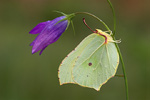 Zitronenfalter Gonepteryx rhamni