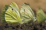 Rapsweissling Pieris napi