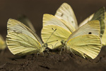 Kleiner Kohlweißling Pieris rapae