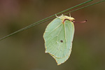 Zitronenfalter Gonepteryx rhamni